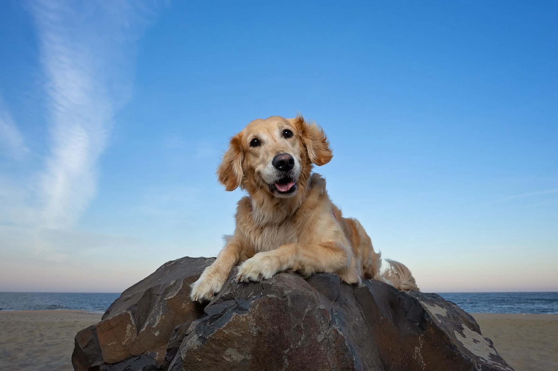 A golden retriever poses on shoreline rocks beneath a blue sky